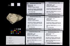 Foto (Objekt + Etikett) von Brachyura indet.  (NHMW-GEO-1990-0041-2649e)